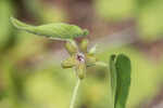 Trailing milkvine